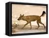 Dhole/Wild Dog, (Cuon Alpinus), Bandhavgarh N.P., Madhya Pradesh, India-Thorsten Milse-Framed Stretched Canvas