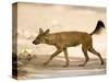 Dhole/Wild Dog, (Cuon Alpinus), Bandhavgarh N.P., Madhya Pradesh, India-Thorsten Milse-Stretched Canvas