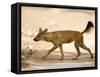 Dhole/Wild Dog, (Cuon Alpinus), Bandhavgarh N.P., Madhya Pradesh, India-Thorsten Milse-Framed Stretched Canvas
