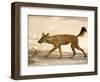 Dhole/Wild Dog, (Cuon Alpinus), Bandhavgarh N.P., Madhya Pradesh, India-Thorsten Milse-Framed Photographic Print