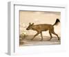 Dhole/Wild Dog, (Cuon Alpinus), Bandhavgarh N.P., Madhya Pradesh, India-Thorsten Milse-Framed Photographic Print