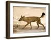 Dhole/Wild Dog, (Cuon Alpinus), Bandhavgarh N.P., Madhya Pradesh, India-Thorsten Milse-Framed Photographic Print