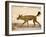 Dhole/Wild Dog, (Cuon Alpinus), Bandhavgarh N.P., Madhya Pradesh, India-Thorsten Milse-Framed Photographic Print