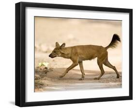 Dhole/Wild Dog, (Cuon Alpinus), Bandhavgarh N.P., Madhya Pradesh, India-Thorsten Milse-Framed Photographic Print