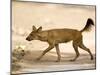 Dhole/Wild Dog, (Cuon Alpinus), Bandhavgarh N.P., Madhya Pradesh, India-Thorsten Milse-Mounted Photographic Print