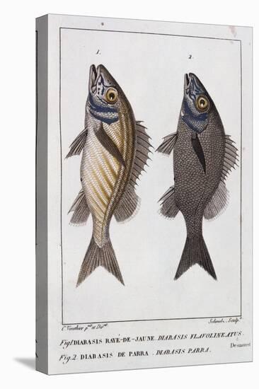 Diabasis Flavolineatus or Haemulon Flavolineatum or French Grunt (Bottom) and Diabasis Parra or Hae-null-Stretched Canvas