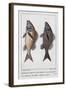 Diabasis Flavolineatus or Haemulon Flavolineatum or French Grunt (Bottom) and Diabasis Parra or Hae-null-Framed Giclee Print