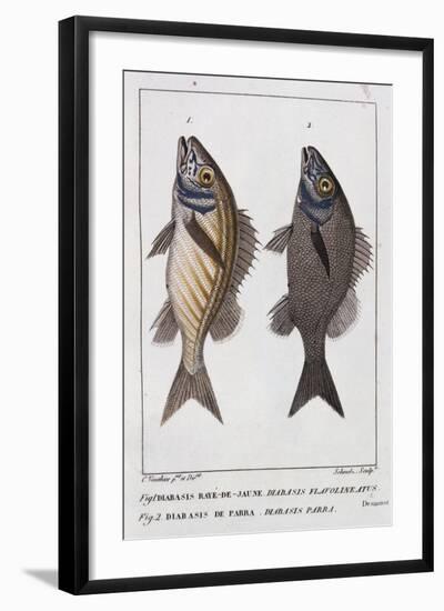 Diabasis Flavolineatus or Haemulon Flavolineatum or French Grunt (Bottom) and Diabasis Parra or Hae-null-Framed Giclee Print