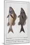 Diabasis Flavolineatus or Haemulon Flavolineatum or French Grunt (Bottom) and Diabasis Parra or Hae-null-Mounted Giclee Print