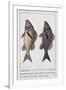 Diabasis Flavolineatus or Haemulon Flavolineatum or French Grunt (Bottom) and Diabasis Parra or Hae-null-Framed Giclee Print