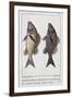 Diabasis Flavolineatus or Haemulon Flavolineatum or French Grunt (Bottom) and Diabasis Parra or Hae-null-Framed Giclee Print