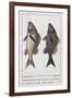 Diabasis Flavolineatus or Haemulon Flavolineatum or French Grunt (Bottom) and Diabasis Parra or Hae-null-Framed Giclee Print