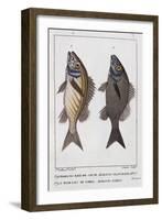 Diabasis Flavolineatus or Haemulon Flavolineatum or French Grunt (Bottom) and Diabasis Parra or Hae-null-Framed Giclee Print