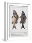 Diabasis Flavolineatus or Haemulon Flavolineatum or French Grunt (Bottom) and Diabasis Parra or Hae-null-Framed Giclee Print