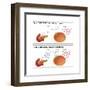 Diabetes I & II-Monica Schroeder-Framed Art Print