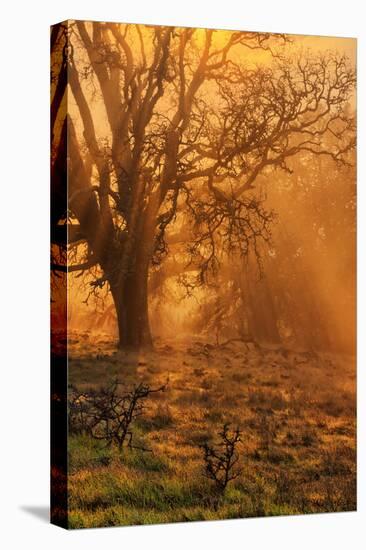 Diablo Sun Beams and Coast Oak Tree, Mount Diablo, Bay Area-Vincent James-Stretched Canvas