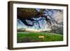 Diablo Swing and Winter Hills, Mount Diablo, Contra Costa California Oak-Vincent James-Framed Photographic Print