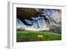 Diablo Swing and Winter Hills, Mount Diablo, Contra Costa California Oak-Vincent James-Framed Photographic Print