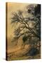 Diablo Tree Design-Vincent James-Stretched Canvas