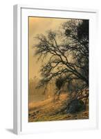 Diablo Tree Design-Vincent James-Framed Photographic Print