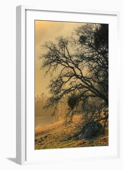 Diablo Tree Design-Vincent James-Framed Photographic Print