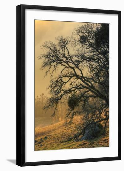 Diablo Tree Design-Vincent James-Framed Photographic Print