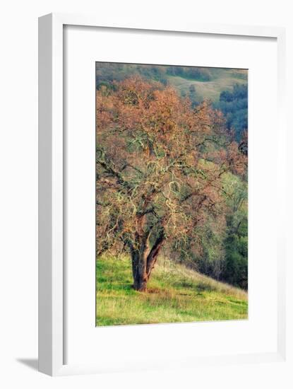 Diablo Winter Oak-Vincent James-Framed Photographic Print