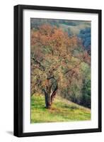 Diablo Winter Oak-Vincent James-Framed Photographic Print