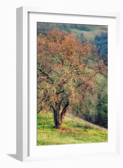 Diablo Winter Oak-Vincent James-Framed Photographic Print
