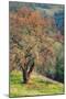 Diablo Winter Oak-Vincent James-Mounted Photographic Print