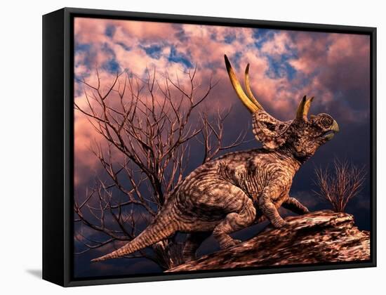 Diabloceratops Was a Ceratopsian Dinosaur from the Cretaceous Period-null-Framed Stretched Canvas