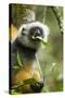 Diademed Sifaka, Andasibe-Mantadia National Park, Madagascar-Paul Souders-Stretched Canvas