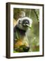 Diademed Sifaka, Andasibe-Mantadia National Park, Madagascar-Paul Souders-Framed Premium Photographic Print