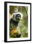 Diademed Sifaka, Andasibe-Mantadia National Park, Madagascar-Paul Souders-Framed Premium Photographic Print