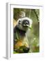 Diademed Sifaka, Andasibe-Mantadia National Park, Madagascar-Paul Souders-Framed Premium Photographic Print