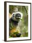 Diademed Sifaka, Andasibe-Mantadia National Park, Madagascar-Paul Souders-Framed Photographic Print