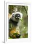 Diademed Sifaka, Andasibe-Mantadia National Park, Madagascar-Paul Souders-Framed Photographic Print