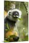 Diademed Sifaka, Andasibe-Mantadia National Park, Madagascar-Paul Souders-Mounted Photographic Print