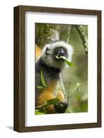 Diademed Sifaka, Andasibe-Mantadia National Park, Madagascar-Paul Souders-Framed Photographic Print