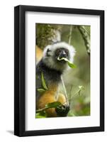 Diademed Sifaka, Andasibe-Mantadia National Park, Madagascar-Paul Souders-Framed Photographic Print