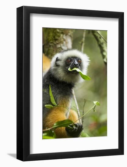 Diademed Sifaka, Andasibe-Mantadia National Park, Madagascar-Paul Souders-Framed Photographic Print