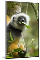 Diademed Sifaka, Andasibe-Mantadia National Park, Madagascar-Paul Souders-Mounted Photographic Print