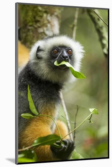 Diademed Sifaka, Andasibe-Mantadia National Park, Madagascar-Paul Souders-Mounted Photographic Print