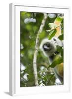 Diademed Sifaka, Andasibe-Mantadia National Park, Madagascar-Paul Souders-Framed Photographic Print