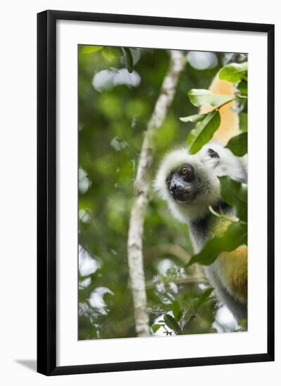 Diademed Sifaka, Andasibe-Mantadia National Park, Madagascar-Paul Souders-Framed Photographic Print