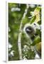 Diademed Sifaka, Andasibe-Mantadia National Park, Madagascar-Paul Souders-Framed Photographic Print