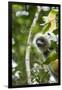 Diademed Sifaka, Andasibe-Mantadia National Park, Madagascar-Paul Souders-Framed Photographic Print