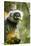 Diademed Sifaka, Andasibe-Mantadia National Park, Madagascar-Paul Souders-Stretched Canvas