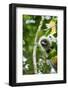 Diademed Sifaka, Andasibe-Mantadia National Park, Madagascar-Paul Souders-Framed Photographic Print