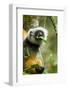 Diademed Sifaka, Andasibe-Mantadia National Park, Madagascar-Paul Souders-Framed Photographic Print